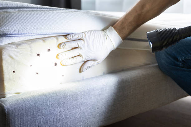 Best Termite Control Services  in Edneyville, NC