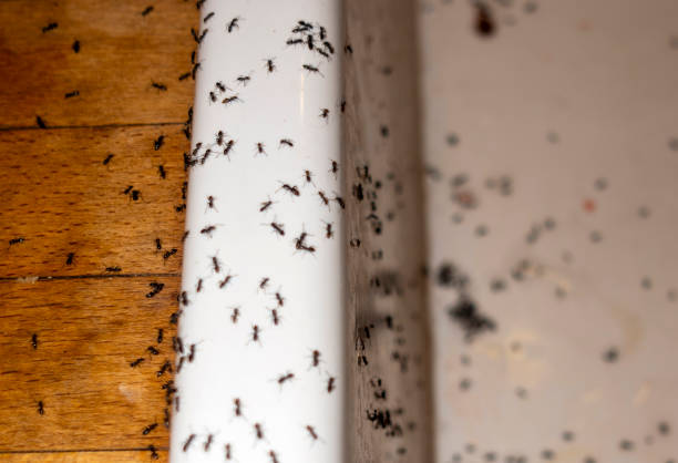 Best Wildlife Control Services  in Edneyville, NC
